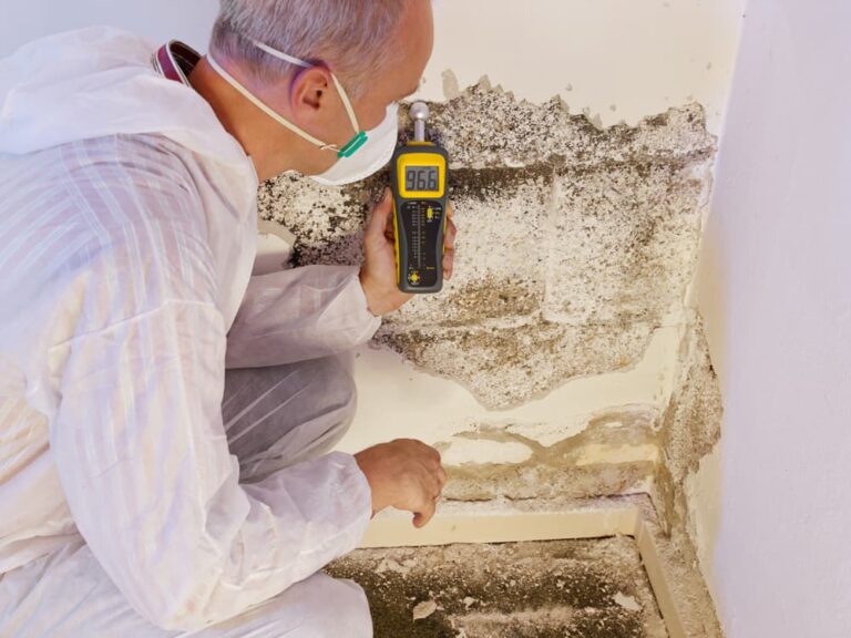 Professional pest control checking mold on wall — Demolishing & Remediation In Heatherbrae, NSW